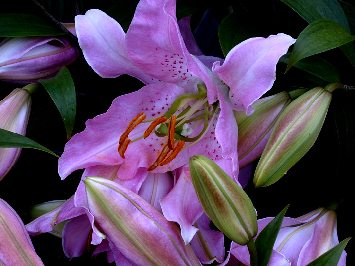lilium-farolito