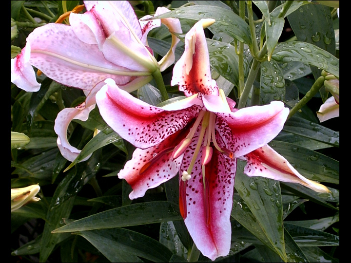 Lilium o. "Dizzy"